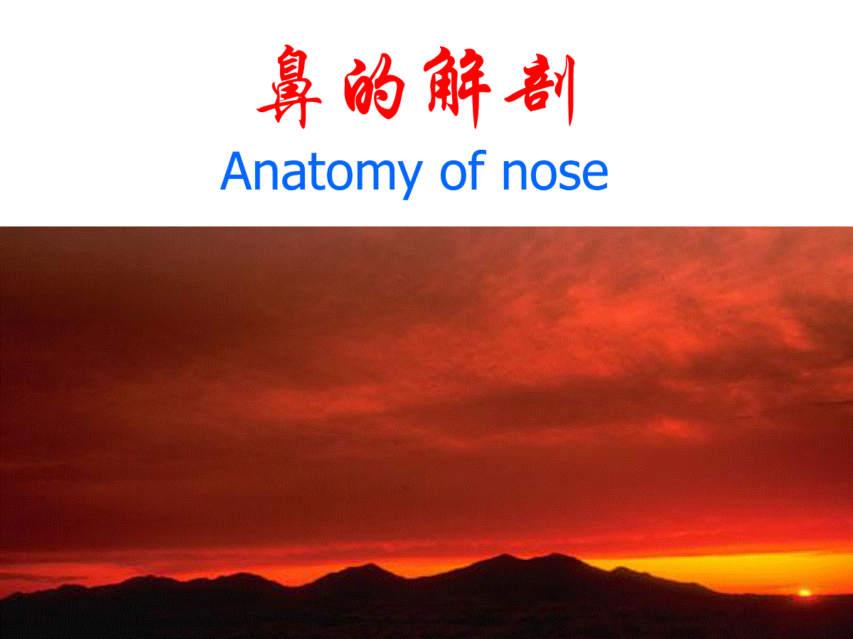 鼻的解剖与生理